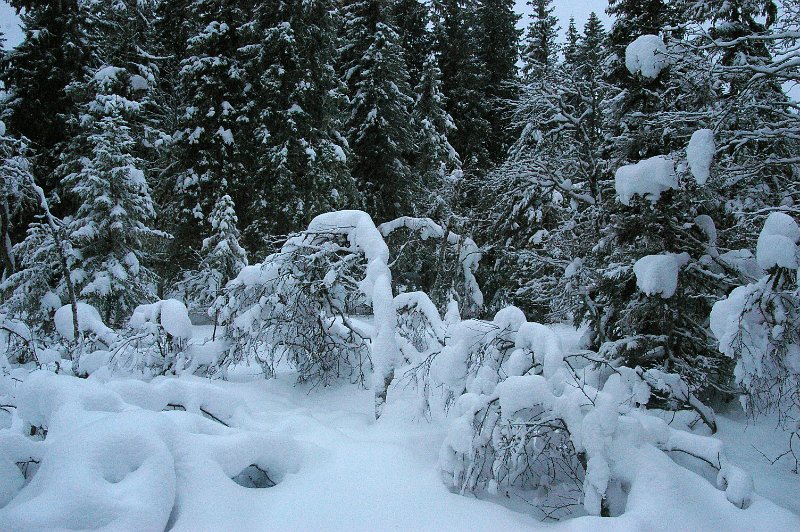 Imgp6050.jpg - Vinter i skogen