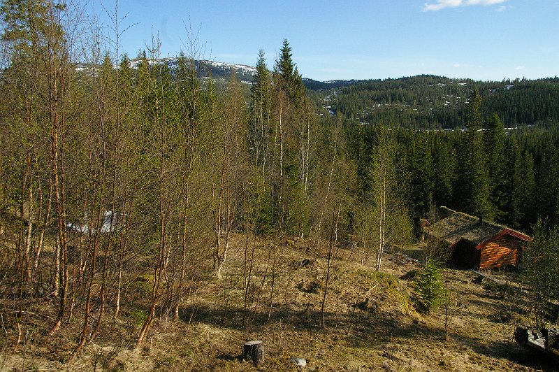 Imgp6073.jpg - Lauvsprett på Elgbakken