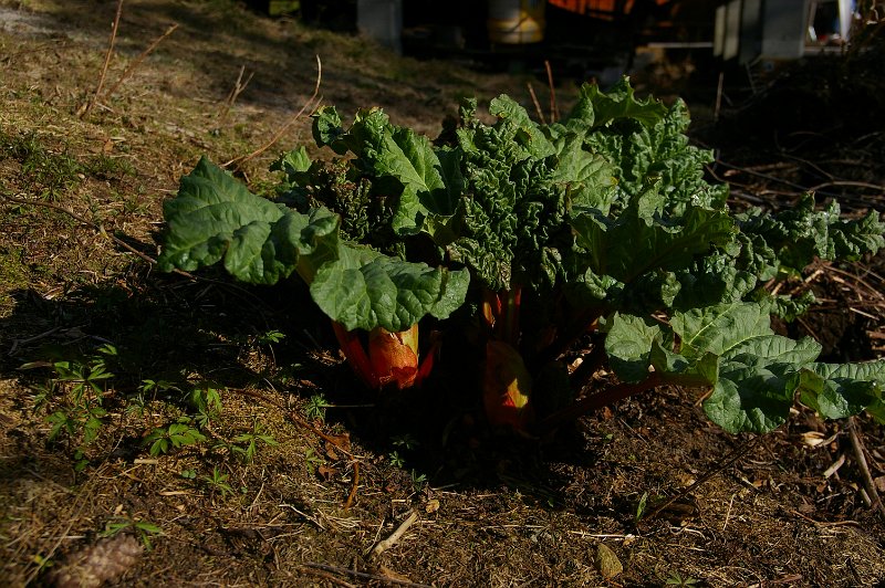 Imgp6089.jpg - Rabarbraen på Elgbakken