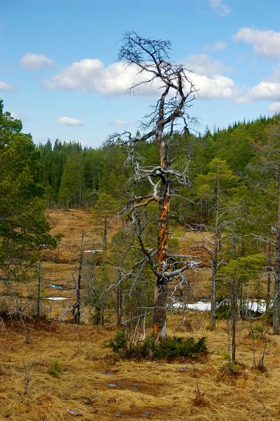 Imgp6096.jpg - Gaddfuru på Stakkjølen