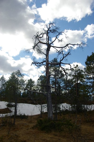 Imgp6098.jpg - Gaddfuru på Stakkjølen