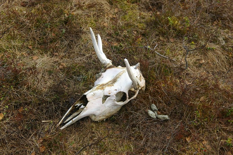 Imgp6100.jpg - En liten elgokse har endt sine dager inne på Leksdalsalmenningen