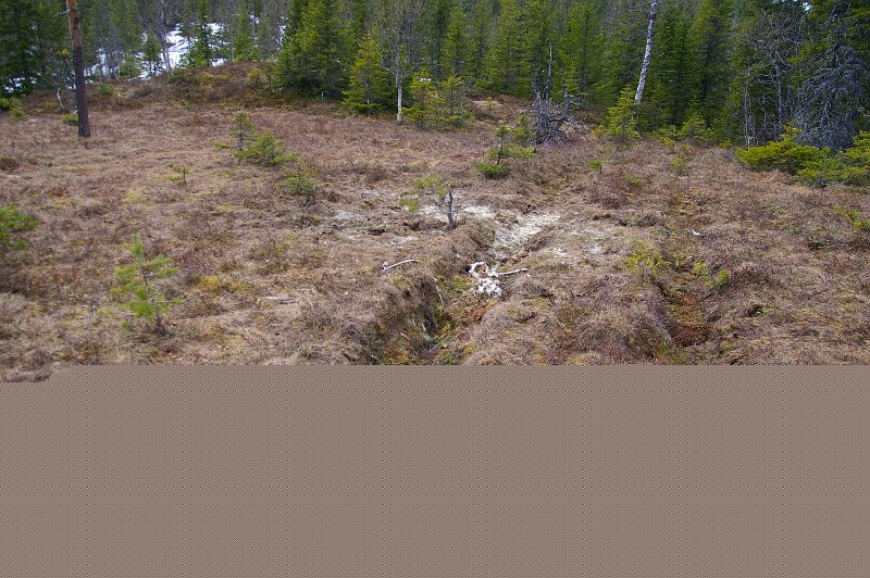 Imgp6101.jpg - En liten elgokse har endt sine dager inne på Leksdalsalmenningen
