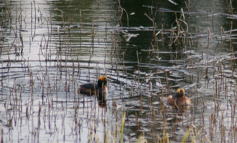 Imgp6150.jpg - Hordykkere