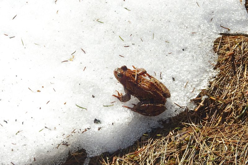 Imgp6158.jpg - Frosk på snøflekken
