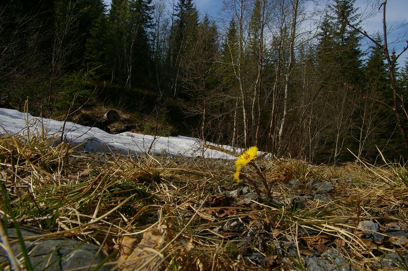 Imgp6170.jpg - Leirfivel