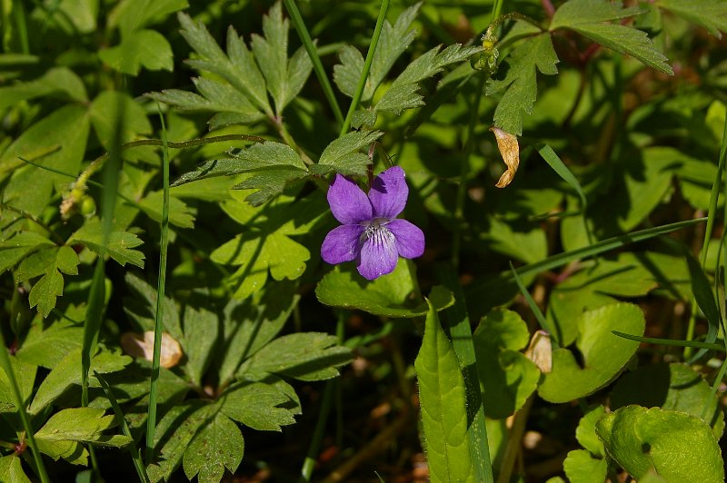 Imgp6209.jpg - Skogfiol