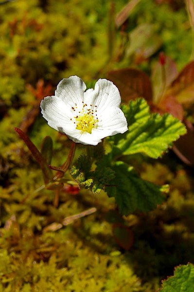 Imgp6211.jpg - Molteblomster