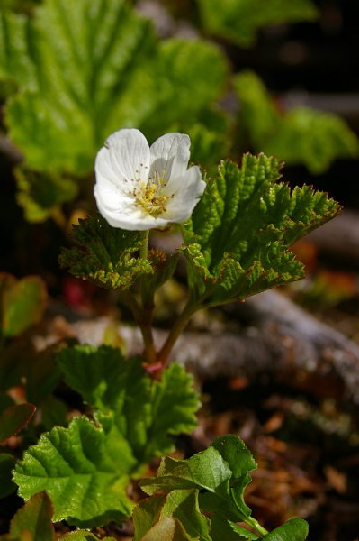 Imgp6215.jpg - Molteblomster på Kattjønnmyra
