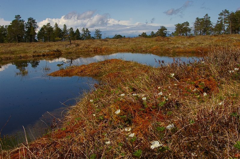 Imgp6222.jpg - Myrtjønn på Indre Nygruvkjølen