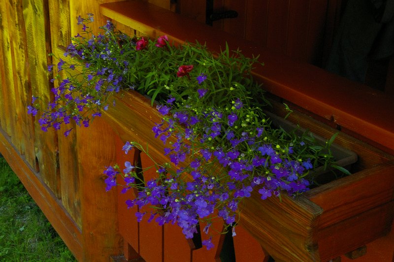 Imgp6271.jpg - Lobelia og nellik i verndakassen