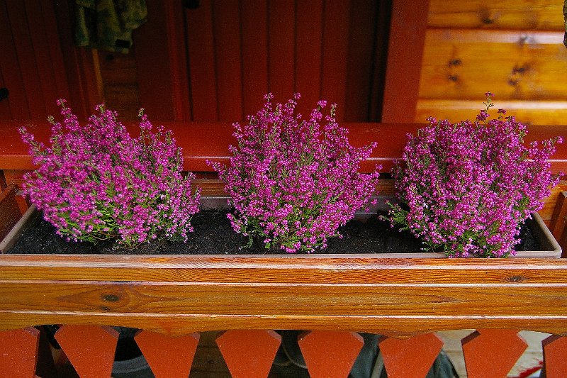 Imgp6331.jpg - Erica har avløst lobeliane og nelliken