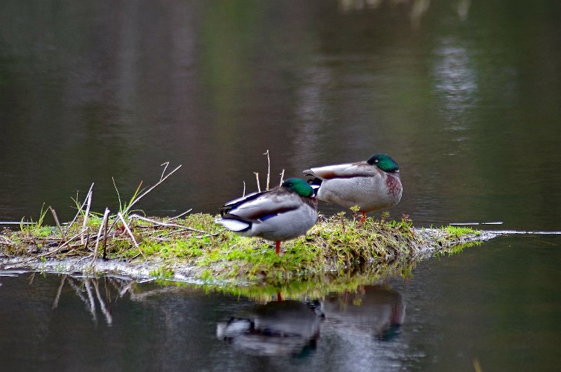 Imgp0315.jpg