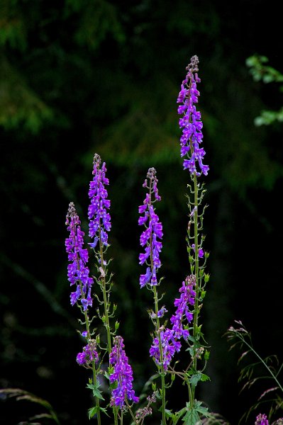 Imgp6631.jpg