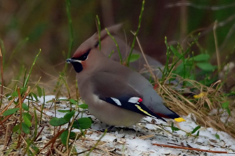 IMGP2348_crp.JPG
