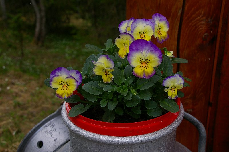 Imgp7288.jpg