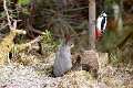 IMGP2509_1